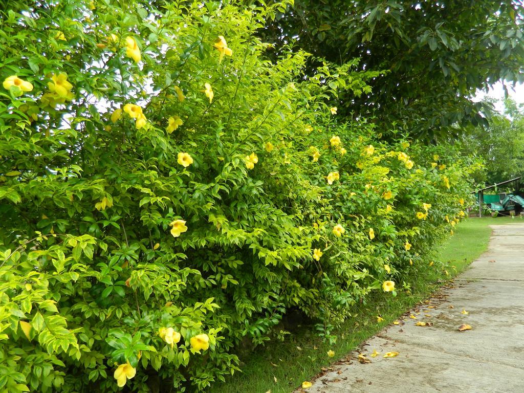 Pai Iyara Resort Extérieur photo